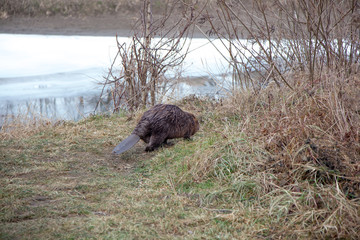 Beaver on the river bank, which is partly frozen