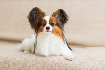 Papillon dog lying on the couch stretching his paws - obrazy, fototapety, plakaty