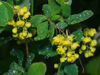 Yellow flowers cluster on blooming Common or European Barberry, Berberis Vulgaris, macro with raindrops, selective focus, shallow DOF