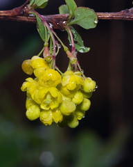 Yellow flowers cluster on blooming Common or European Barberry, Berberis Vulgaris, macro with...