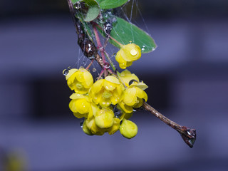Yellow flowers cluster on blooming Common or European Barberry, Berberis Vulgaris, macro with...