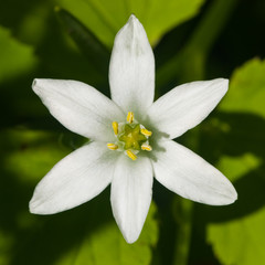 Obraz premium Garden star of Bethlehem or Ornithogalum umbellatum in grass macro, selective focus, shallow DOF
