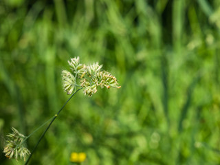Flowers on Cock's-foot or Cat grass, Dactylis glomerata, closeup with green bokeh background, selective focus, shallow DOF