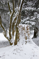 Zauberhaftes Winterszene