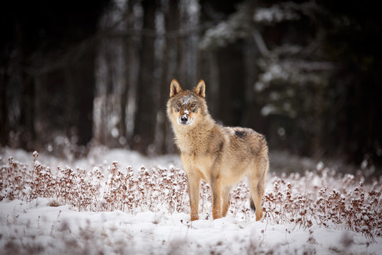 Wolf im Schnee