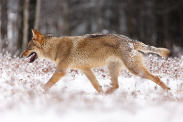 Wolf im Schnee