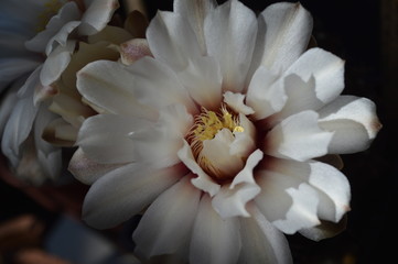 Fototapeta na wymiar cactus flower