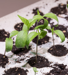 Several sprouts in small greenhouse