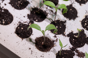 Sprouts in small greenhouse