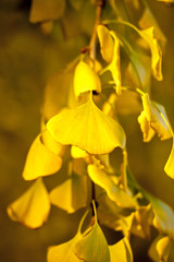 Autumn Ginko