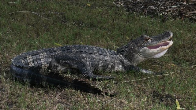 1886 Alligator with Mouth Open Next to Pond, HD