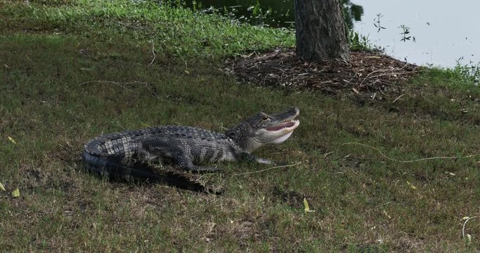 1886 Alligator with Mouth Open Next to Pond, 4K