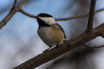 Black Cap Chickadee