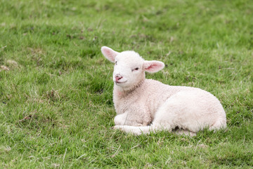 Naklejka na ściany i meble A cute lamb is lying in the grass