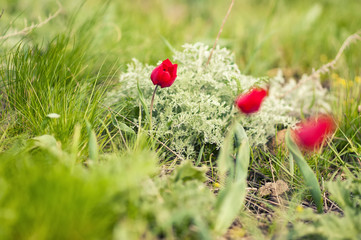 Schrenck's tulips, Tulipa, in the steppe, Rostov state atmospheric reserve, Russia