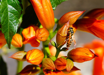 Bee on orange flower bud