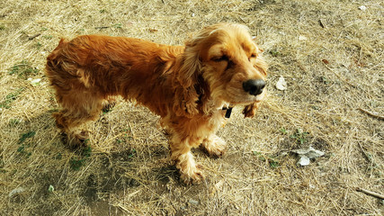 Red cocker spaniel on the grass. Red Spaniel outdoors