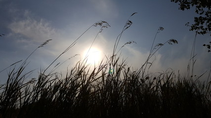 Obraz premium View the sky when viewed through the grass tops. Bottom view of the sun through the grass