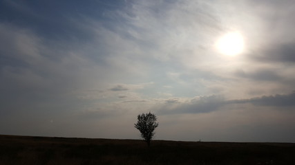 Lonely tree against a blue sky at sunset. The lone tree stands on the heart of a wide field