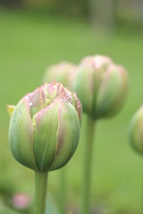 Tulipan ekskluzywny Boa Vista