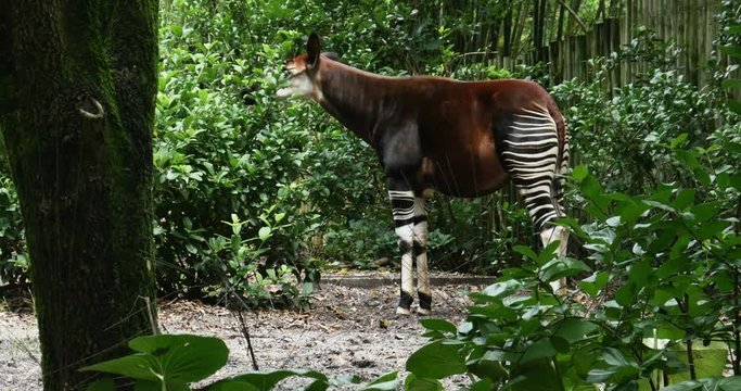 1900 Okapi Forest Giraffe, 4K