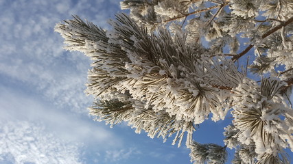 Blurred blue background decorated with pine branches covered with hoarfrost crystals. Frozen fir needles covered with snow in winter