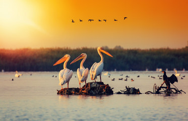 Pelican colony in Danube Delta Romania. The Danube Delta is home to the largest colony of pelicans outside Africa - obrazy, fototapety, plakaty