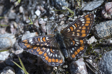 A protected butterfly on grey rock