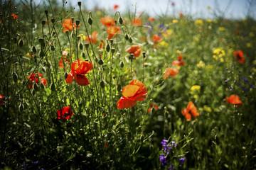 Poppy field