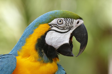 Closeup of Blue and Gold Macaw