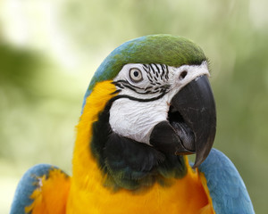 Closeup of Blue and Gold Macaw