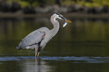 Great Blue Heron eating a fish - Pinellas County, Florida