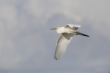 Great Egret in flight - Pinellas County, Florida