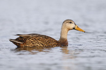 Mottled Duck swimming in a lagoon - Pinellas County, Florida