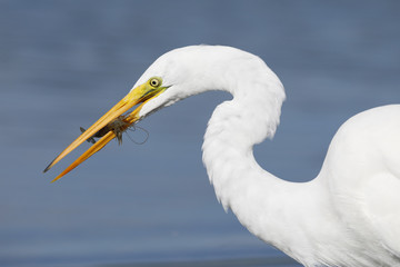 Great Egret with a crawfish in its beak- Pinellas County, Florida