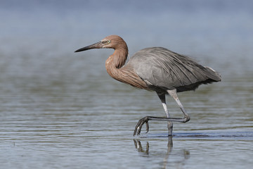 Reddish Egret stalking a fish - Pinellas County, Florida