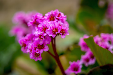 Fototapeta na wymiar rosa Bluete Blume im Garten Frueh Jahr Lenz