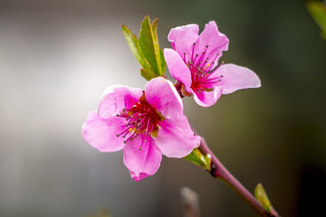 Fototapeta na wymiar Jahr Lenz Pfirsich rosa Bluete im Garten Frueh Blume Baum