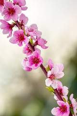 Pfirsich rosa Blume Baum Bluete im Garten Frueh Jahr Lenz