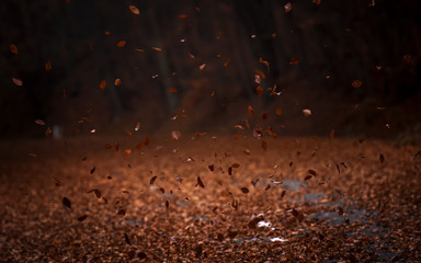 Leaves falling to the ground