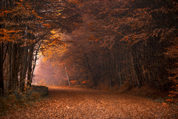 Light through autumn trees