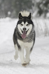 Siberian Husky Dog