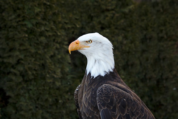 Portrait of an adult bald eagle