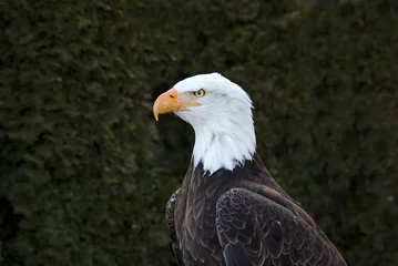 Foto op Plexiglas Portrait of an adult bald eagle © Harald