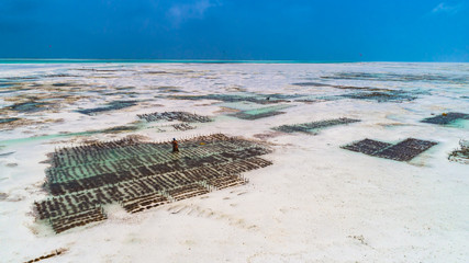 Sea weed plantation. Jambiani, Zanzibar, Tanzania. © mariusltu