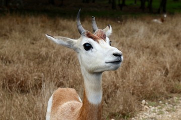 Dama Gazelle