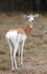 Dama Gazelle II
