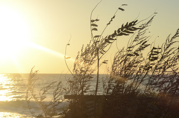 Sunrise with grass on the sea