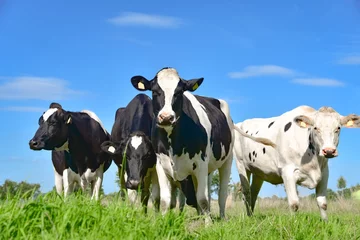 Crédence en verre imprimé Vache Troupeau laitier - groupe de vaches noires et blanches sur un pâturage d& 39 été