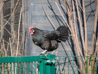 Huhn auf einem Zaun